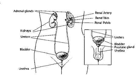 A medical diagram illustrating the human urinary system, labeling the adrenal glands, kidneys, ureters, bladder, and urethra, with an inset focusing on the prostate gland in the male anatomy