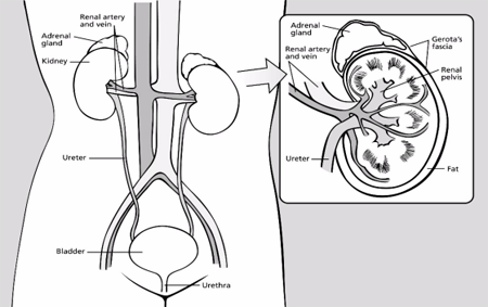 simplified illustration of the renal system and the kidneys relation to the various organs