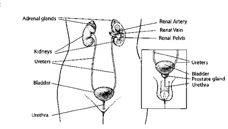 drawn illustration of both male and female renal system with labels showing locations of the various organs
