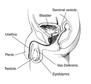 medical illustration of cross-section of the male reproductive system with labels pointing out the internal structure and locations of the bladder, seminal vesicle, urethra, penis, testicle, vas deferens, and epididymis