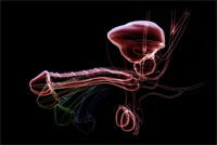 3d illustration of a lateral view of the penis illustrating the process of an erection using different colored outlines of the penis at different stages of erection