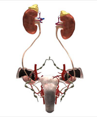 illustration showing the female renal system