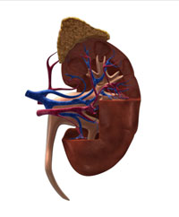 illustration of the of the cross-section of a kidney showing the inner structure of the organ