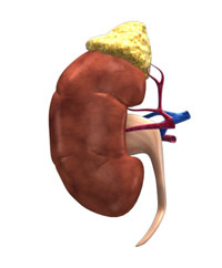 illustration of the lateral view of a kidney
