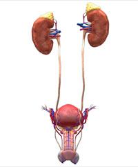 illustration showing the male renal system