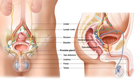 Medical illustration showing the male sexual and renal system pointing out the location and normal size of the prostate gland in relation to other organs in the system