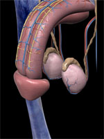 3d illustration of the structure of the penis including muscles and arteries